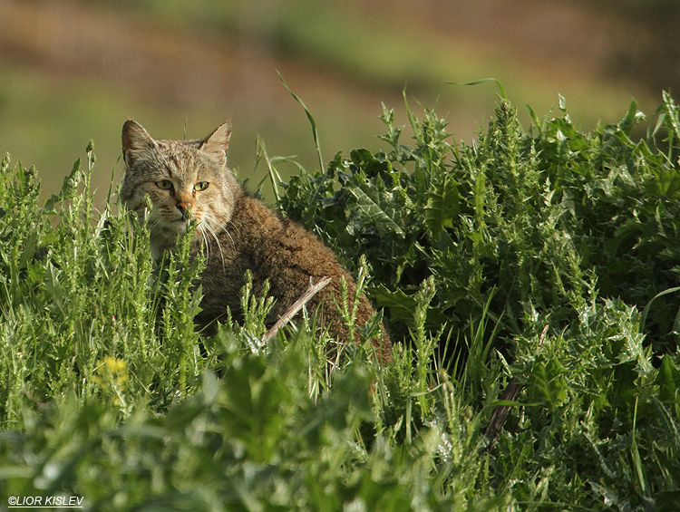   Wild Cat Felis silvestris tristrami      Bacha valley,Golan  18-04-11 Lior Kislev                    